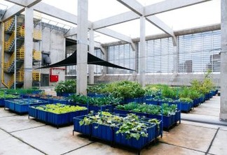 IBM reforça ações de sustentabilidade e cria horta urbana na cidade de São Paulo