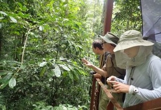 A desconhecida diversidade de insetos das copas das árvores da Amazônia