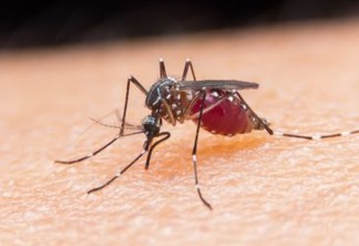 Aumento da temperatura do planeta favorece mosquitos vetores de doenças