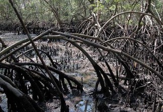 Estudo avalia impacto do vazamento de petróleo em manguezais