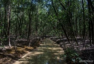 Maior área contínua de mangue do planeta no Parque Nacional do Cabo Orange. Foto: Victor Moriyama / Greenpeace