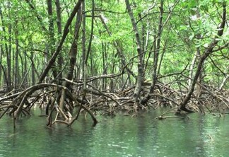 M. Dias Branco faz a recuperação de manguezal e compensação ambiental nas regiões Nordeste e Sul
