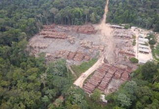 Juíza do Amazonas manda PF devolver a madeireiros investigados parte de toras apreendidas em operação histórica