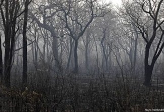 Vozes dos Biomas: a força da imagem fotográfica em defesa de um Pantanal e Cerrado em chamas, por Mario Friedlander