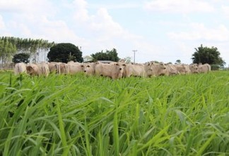 Ministério quer conter desmatamento na produção de soja e pecuária