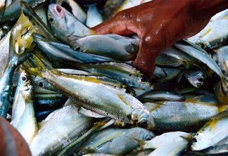 "Pesca para Sempre", um olhar sobre o estoque pesqueiro no litoral do Brasil