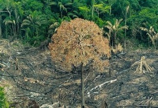 Desmatamento na Amazônia no primeiro semestre é o maior desde 2016