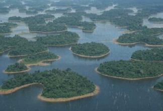 Fragmentação da Amazônia prejudica interações entre espécies