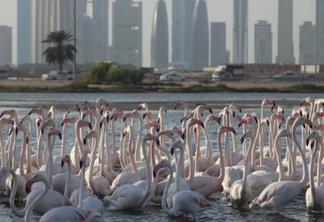 Wild Dubai do Discovery Channel examina a diversidade de vida selvagem em Dubai