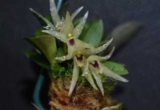 Orquídea extinta no Estado de São Paulo retorna à Mata Atlântica com reprodução em laboratório