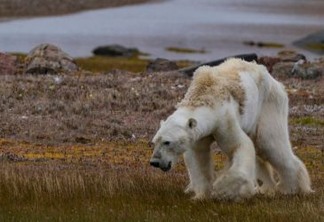 Dia Internacional do Urso Polar mostra o sofrimento do animal