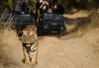 Turismo de natureza pode ajudar vida selvagem, diz Banco Mundial