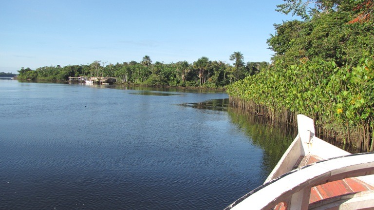 A biodiversidade está ameaçada na região do rio Canaticu, município de Curralinho, no Marajó. 