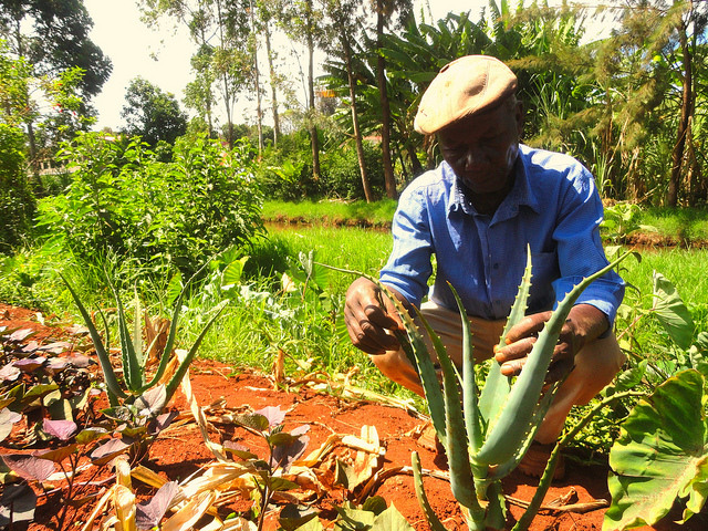 Agricultor mostra suas plantas de aloe vera, que as famílias camponesas do centro do Quênia apreciam por seu valor medicinal. Foto: Miriam Gathigah/IPS