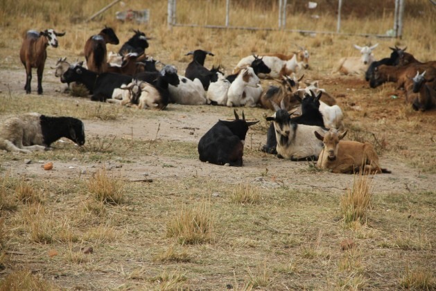 Muitos zimbabuenses se dedicam à criação de pequenos animais, como cabras, que suportam condições ambientais mais secas, para evitar as consequências da mudança climática, que já causou a morte de várias vacas ao longo dos anos. Foto: Jeffrey Moyo/IPS