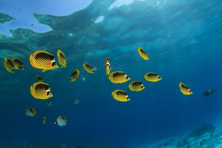 Gestão do setor pesqueiro no país tem sido feita por medidas pontuais. Foto: Shutterstock