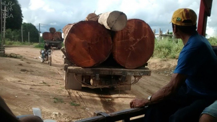 Toras de Angelim vermelho e ipê, madeiras nobres ilegalmente exploradas, são escoadas do interior da TI Cachoeira Seca em direção à cidade de Uruará. Pablo Castellos, 2014