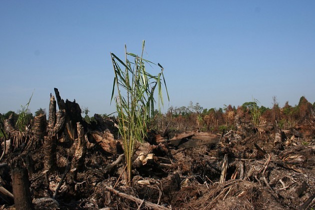 Vestígio de palma de óleo em terreno incendiado. Foto: Cortesia da Wetland International