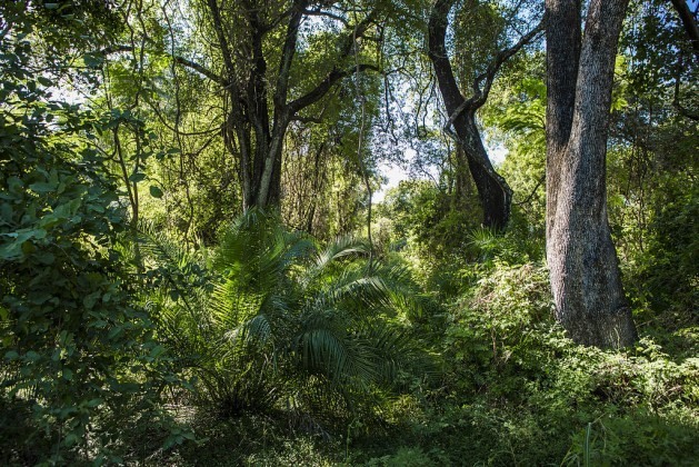 Florestas tropicais no Zimbábue, onde as políticas de acesso e controle das florestas e de seu carbono aumenta a dúvida quanto a que as comunidades locais possam se beneficiar, já que não possuem títulos de propriedade sobre a terra. Foto: By Ninara/CC BY 2.0 via Wikimedia Commons