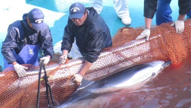 Foto: Divulgação/Facebook/Sea Shepherd Cove Guardians Page