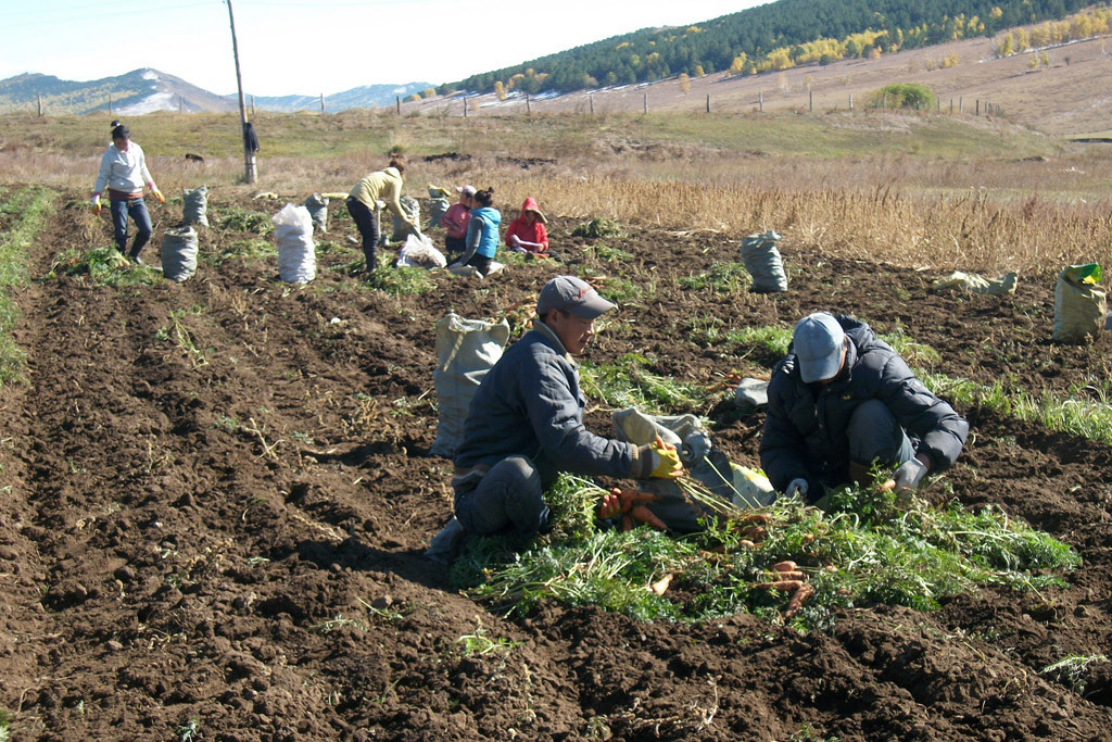 Agricultores da Mongólia colhem cenouras em programa de cooperação Sul-Sul FAO entre a China e Mongólia. Foto: FAO