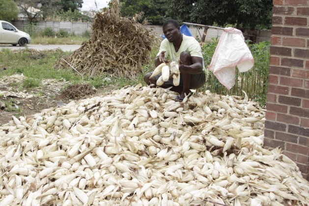 A agricultura urbana prolifera na África, na medida em que a insegurança alimentar atinge tanto a população rural quanto a urbana. Foto: Jeffrey Moyo/IPS