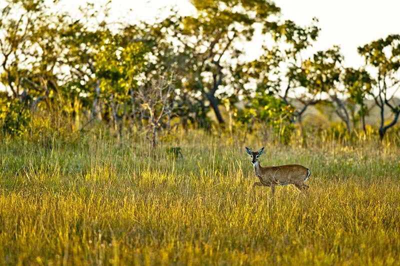 Fauna do Mosaico Sertão Veredas Peruaçu. Foto: © Bento Viana/WWF-Brasil