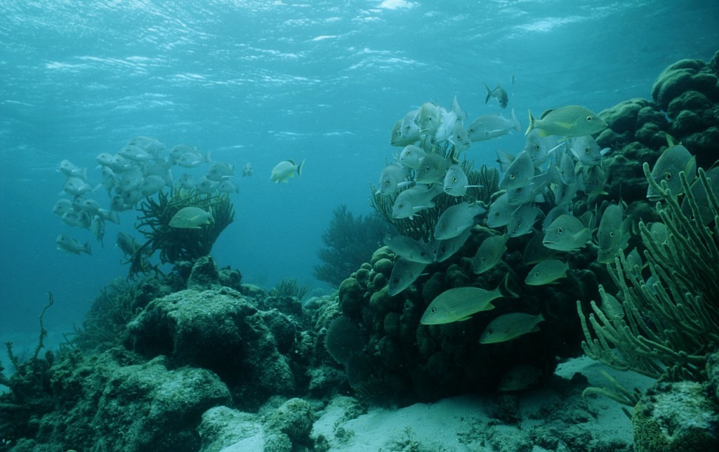 Populações marinhas foram reduzidas em 49% nos últimos 40 anos. Foto: © naturepl.com / David Fleetham