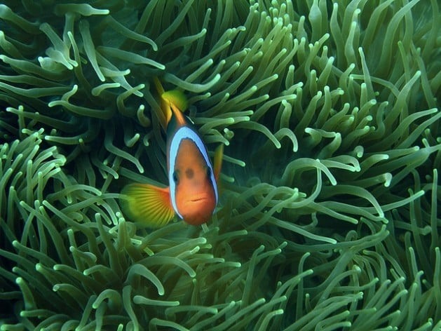 Um estudo da ONU assegura que os oceanos do mundo estão em dificuldades. Foto: Shek Graham/cc-by-2.0