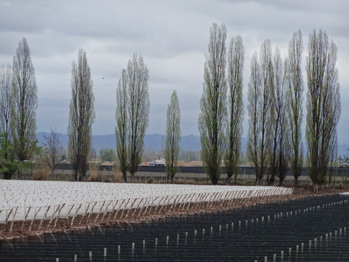 Vinhedos da Bodega Dominio del Plata, em Luján de Cuyo, na província de Mendoza, na Argentina. É uma das adegas do Programa Produção Mais Limpa, que impulsiona uma reconversão sustentável de todos os processos dos viticultores. Foto: Fabiana Frayssinet/IPS