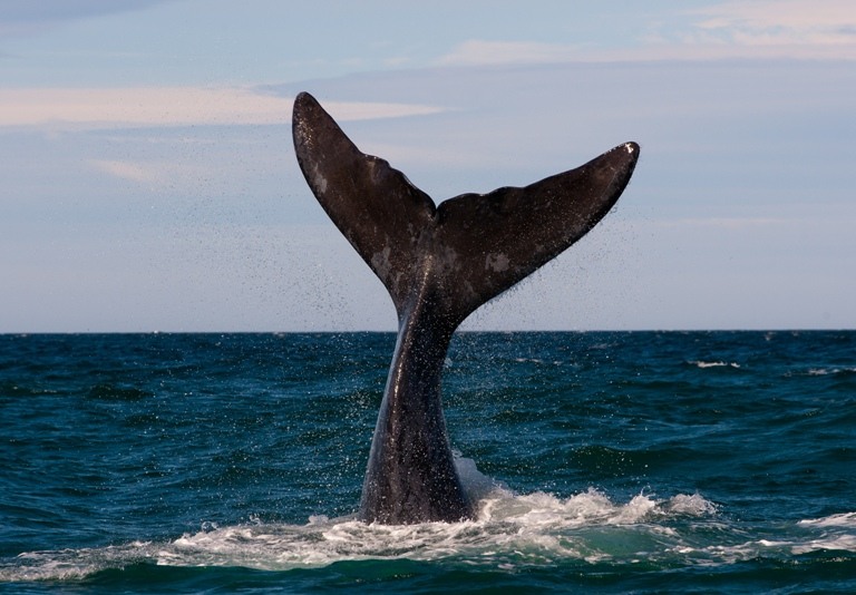 A Convenção sobre a Conservação das Espécies Migratórias de Animais Selvagens (CMS) tem como objetivo conservar espécies migratórias terrestres, aquáticas em suas áreas. Foto: Shutterstock