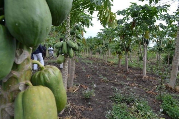 Uma aldeia climaticamente inteligente no oeste do Quênia. Muitos países africanos se comprometeram a investir na agricultura climaticamente inteligente como forma de mitigar a mudança climática. Foto: Isaiah Esipisu/IPS