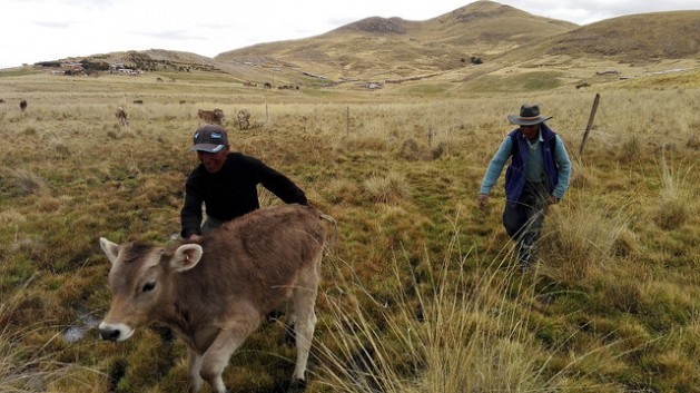 Dois camponeses e um de seus terrenos na comunidade de Alto Huancané, nas zonas altas da província de Espinar, departamento de Cusco, nos Andes peruanos. Os pequenos agricultores familiares como eles proporcionam alimentação para cerca de 80% dos habitantes da América Latina e do Caribe. Foto: Milagros Salazar/IPS