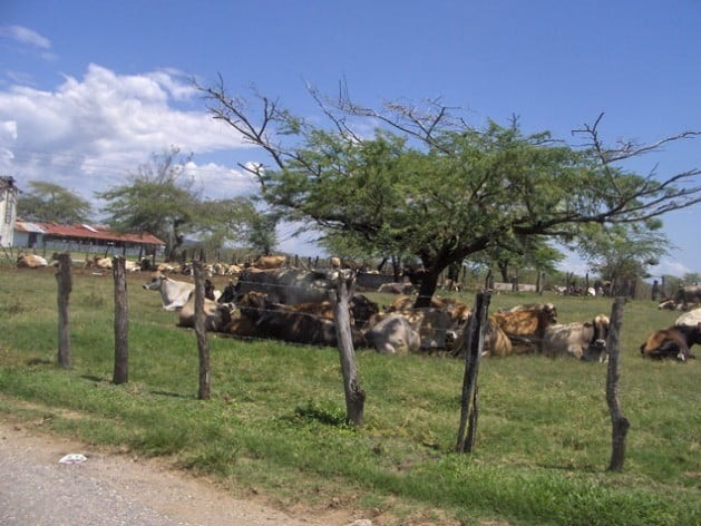 Vacas se protegem do sol sob uma árvore na Jamaica. A seca causou perdas milionárias aos produtores que não têm água. Foto: Zadie Neufville/IPS