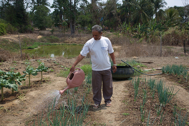 José de Souza rega sua horta em seu lote de nove hectares no município de Belterra, no Estado do Pará, onde seus vegetais crescem ralos devido às consequências da irrupção da monocultura da soja. A nova monocultura prejudica a agricultura familiar da região, da qual depende a alimentação de 70% de sua população. Foto: Fabiana Frayssinet/IPS