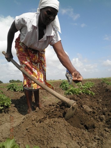 Os agricultores sofrerão à míngua mesmo com o apoio que recebem para capacitação e promoção da agricultura climaticamente inteligente, por causa dos cortes no salário para os funcionários que lhes dão assistência técnica no Zimbábue. Foto: Busani Barfana/IPS