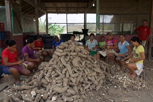 Alguns sócios e sócias da cooperativa São Raimundo da Fé em Deus, no município rural de Belterra, na Amazônia brasileira, descascam mandioca para preparar farinha. As associações dos pequenos produtores os ajudam a se defender dos efeitos negativos da expansão do cultivo da soja nessa região às margens do rio Tapajós. Foto: Fabiana Frayssinet/IPS