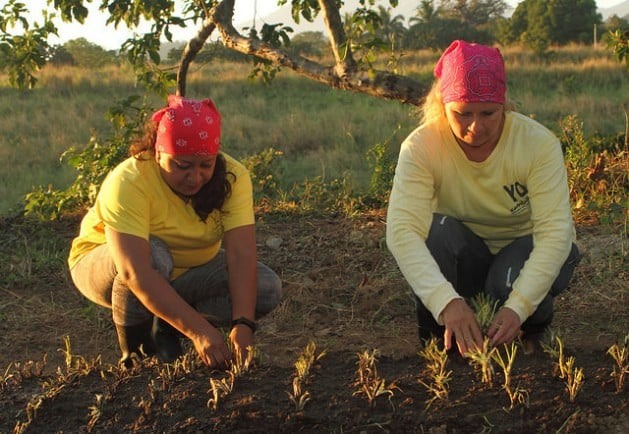 Jannete Salvador e Doris Zabala trabalham no canteiro de cebolinhas, no Centro Penitenciário para Mulheres Granja Izalco, no departamento de Sonsonate, em El Salvador. O governo desenvolve o trabalho em fazendas para diminuir o problema do ócio nas prisões. Foto: Edgardo Ayala/IPS