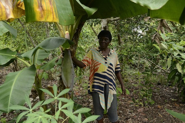 Cecilia Joseph é uma pequena produtora de Mata Mamón, desde que cruzou a fronteira com o Haiti,“quando era moça”. Foto: Dionny Matos/IPS