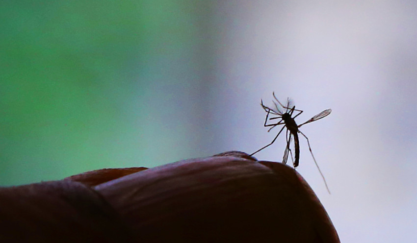 Aedes aegypti deve encontrar locais favoráveis para sua reprodução em países afetados por fortes chuvas e enchentes nos próximos meses. Foto: Agência Brasil