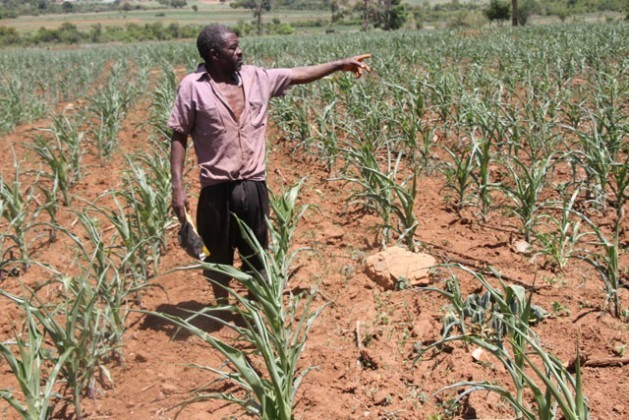 Daniel Chirara, um agricultor de Vumba, no Zimbábue, mostra seu cultivo de milho num momento em que esse país sofre uma grave seca. Foto: Andrew Mambondiyani/IPS