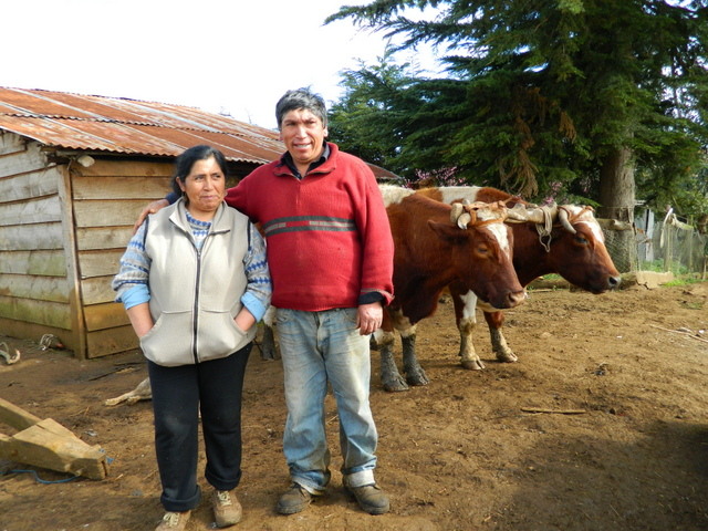 Os mapuches Luis Aillapán e sua mulher, Catalina Marileo, foram condenados por uma lei antiterrorista por reclamarem a construção de um caminho em meio às suas terras, o que desrespeita seus direitos de posse. Foto: Marianela Jarroud/IPS