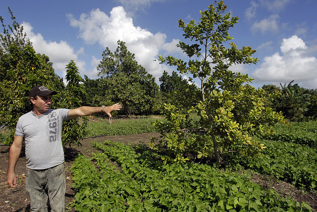 Eugenio Pérez mostra diversas variedades que crescem no viveiro experimental de sua propriedade, no município rural de JesúsMenéndez, no leste de Cuba, onde suas espécies frutíferas e os embriões gozam de crescente fama. Foto: Jorge LuisBaños/IPS