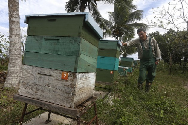 O agrônomo e ecologista Fernando Funes junto às colmeias da produção de mel orgânico na Finca Marta, em um município próximo de Havana. Explorações agrícolas como esta criam cadeias produtivas e de valor, que injetam sangue novo no campo cubano. Foto: Jorge LuisBaños/IPS