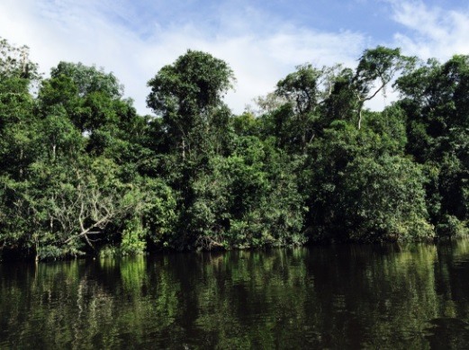 Floresta no rio Cristalino, norte de Mato Grosso. Foto: Claudio Angelo/OC