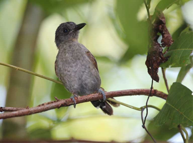 Pássaro choca-preto-e-cinza, uma das muitas espécies de aves que perderão um habitat valioso devido à construção de usinas. “Existem diversas subespécies restritas a ilhas e várzeas que continuam perdendo uma proporção significativa de seu tamanho global devido às inundações permanentes”, informou Lees, autor do estudo, para a Mongabay. Foto: © Alexander Lees.