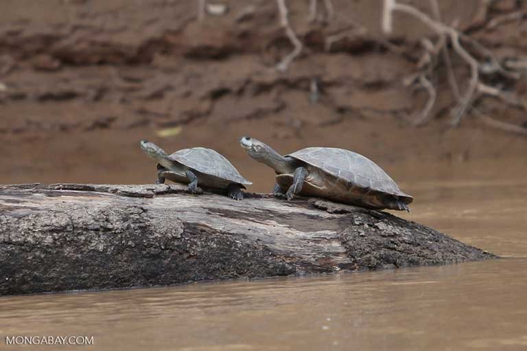 Tracajás da Colômbia. Tartarugas, botos e ariranhas estão entre as espécies aquáticas ameaçadas por construções de represas, mas os riscos também se estendem a pássaros, morcegos e animais terrestres. Foto: Rhett A. Butler