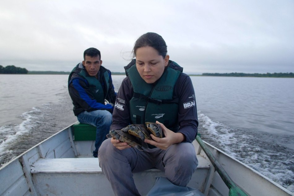 O monitoramento populacional de tartarugas fluviais amazônicas é realizado há cerca de 20 anos pelo Instituto. Foto: Amanda Lelis