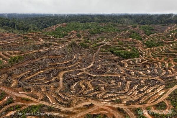 Áreas de extração de óleo de palma para a P&G, na Indonésia. Foto:  © Ulet Ifansasti / Greenpeace