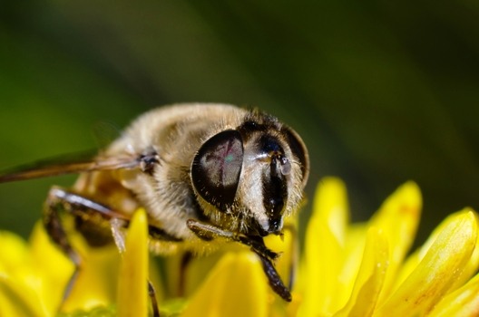 Rainhas da biodiversidade, abelhas correm perigo. Foto: Shutterstock